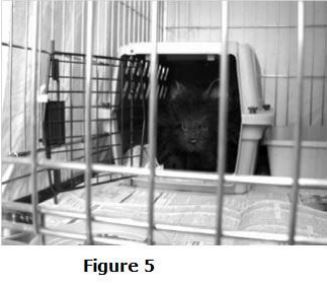 feral-cat-setup-fig5